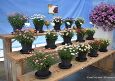 Lollies Argyranthemum frutescens van Danziger. Deze uniforme serie bestaat nu uit 5 soorten die dezelfde eigenschappen hebben, iets waar kwekers naar op zoek zijn, vertelt Ayala.